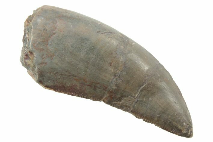 Rare, Serrated, Megalosaurid (Marshosaurus) Tooth - Colorado #222498